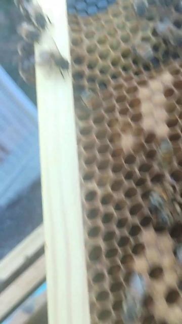 THIS IS A BEE MOMENT!!LIVE FROM THE HIVE!!THIS IS THE TYPICAL BROOD FRAME "LAYOUT"! #beekeeping101