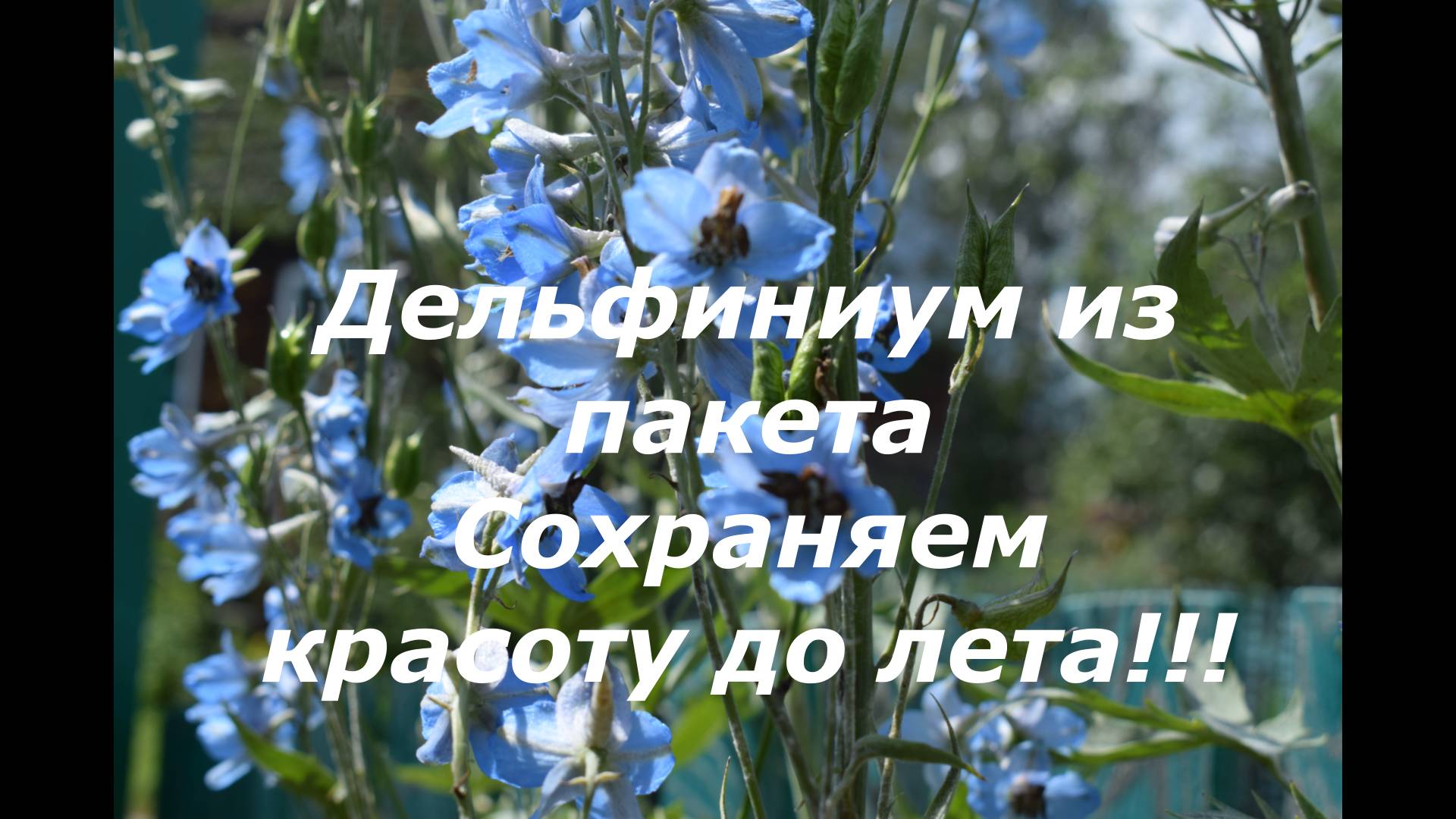 Как сохранить Дельфиниум из пакета #цветы #полезные советы #дельфиниум #лайфхаки
