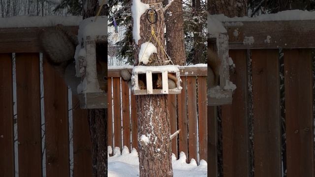 Утренние гости