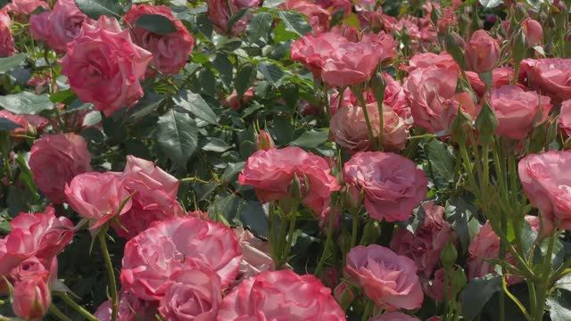 САДЫ ЯПОНИИ ПРЕКРАСНЫЙ РОЗАРИЙ КЕЙСЭЙ KEISEI ROSE GARDEN Лето 2023