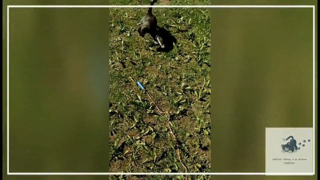 Смешные кошки. Приколы с котами. Крутая змейка. Мягкие лапки