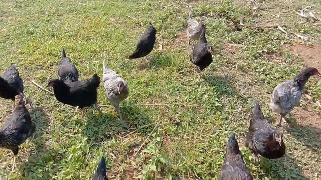 Dominant CZ chickens