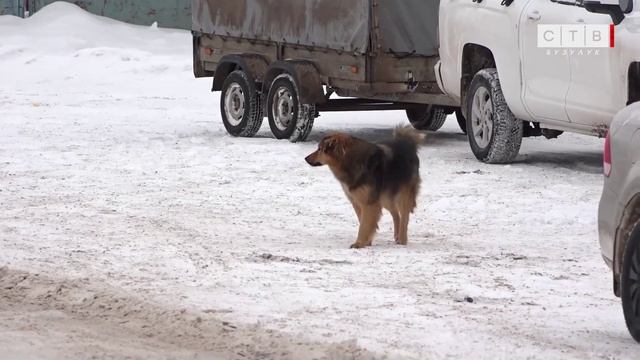 В Бузулуке продолжает действовать режим экстраординарной ситуации по бездомным собакам