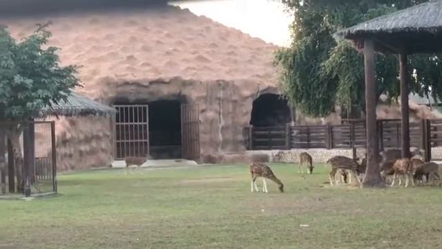 Deer | Al khor park | Qatar