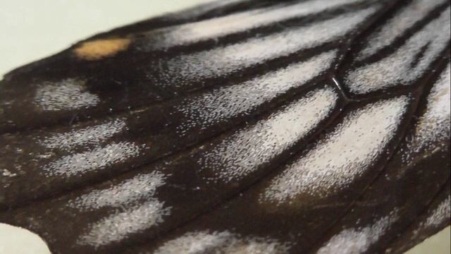 ИЗ МИРА: 147. Papilio veiovis