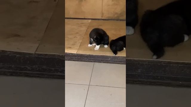 Бантику 1 месяц