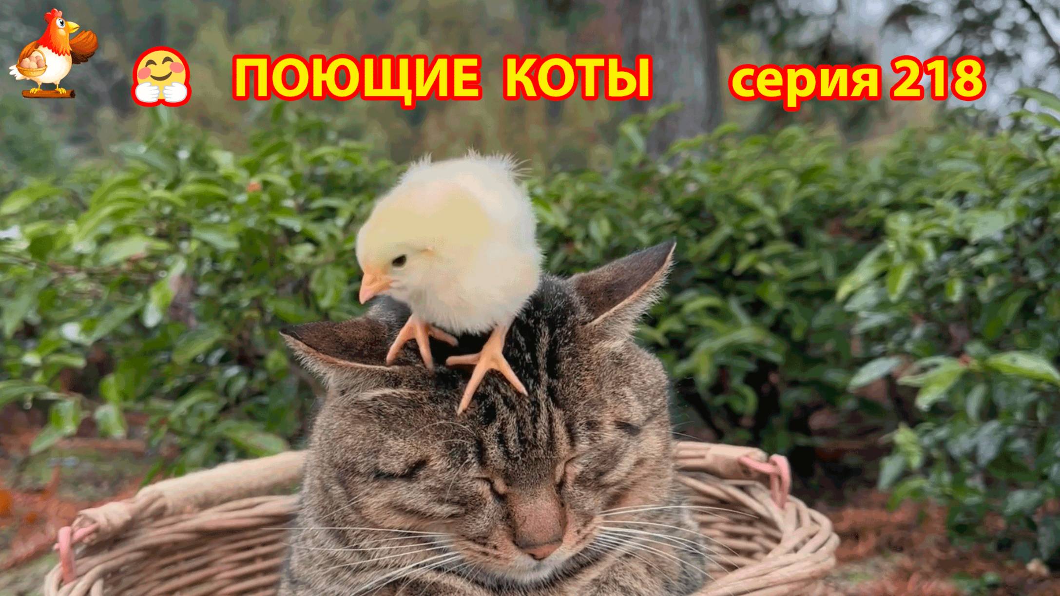 Крутые коты у птичьего двора серия (218) 🐈🐈😹 Природа Абхазии и подворье с птицами и животными ❣