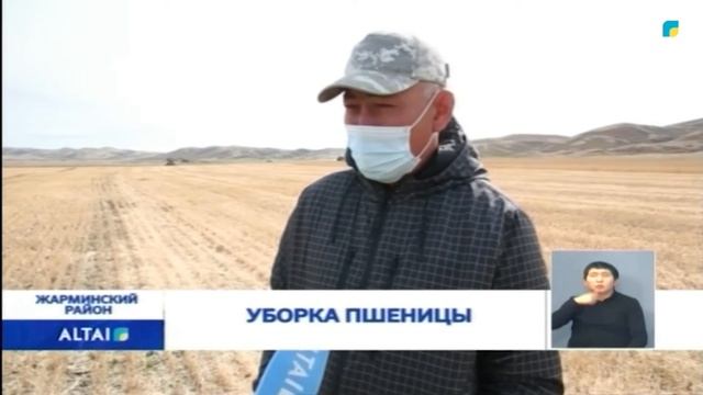 Уборка пшеницы