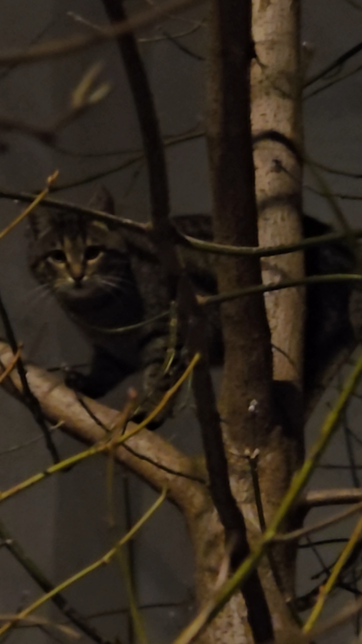кот