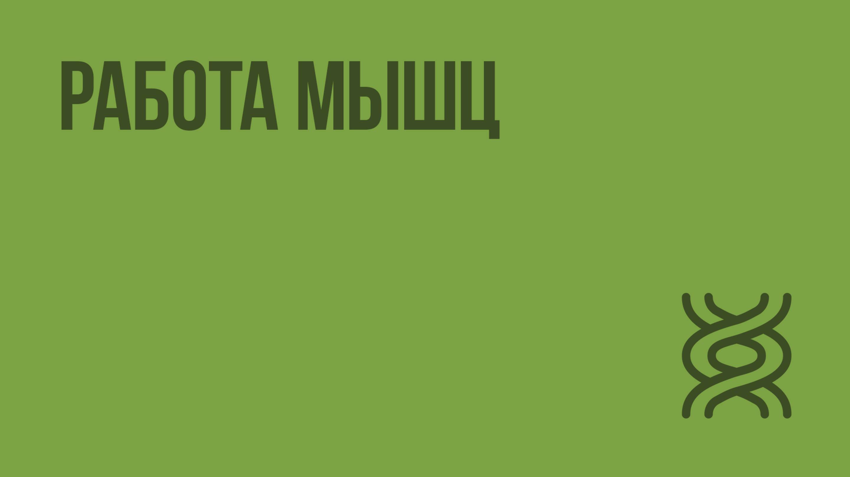 Работа мышц. Видеоурок по биологии 8 класс