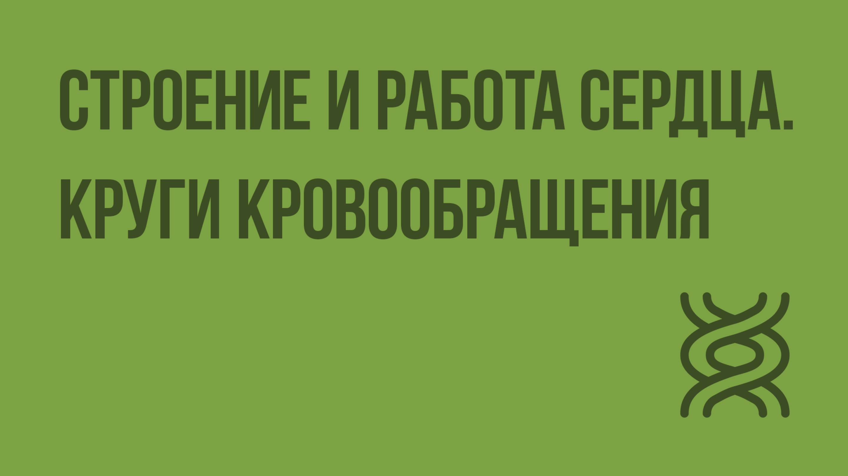 Строение и работа сердца. Круги кровообращения. Видеоурок по биологии 8 класс