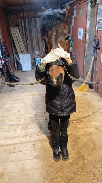 Лероаквилон и бобр. #kskcasper, #лошади, #pony, #horse #аквилон
