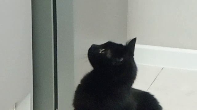 Кошка смотрит телевизор/ The Cat is watching TV