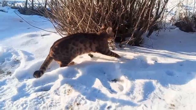 Лучшая прогулка в деревне с кошкой в этом году, энергичная гулянка пушистика, она даже не хотела дом