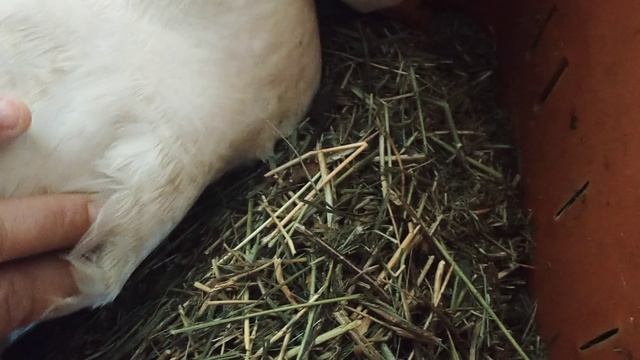 Птицеводство.
Продажа птицы 🐣🐔🐓
Татьяна Марченко .
г. Котово.
