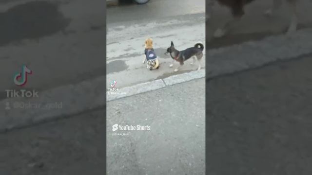 Оскар , подборка роликов , смешных🔥