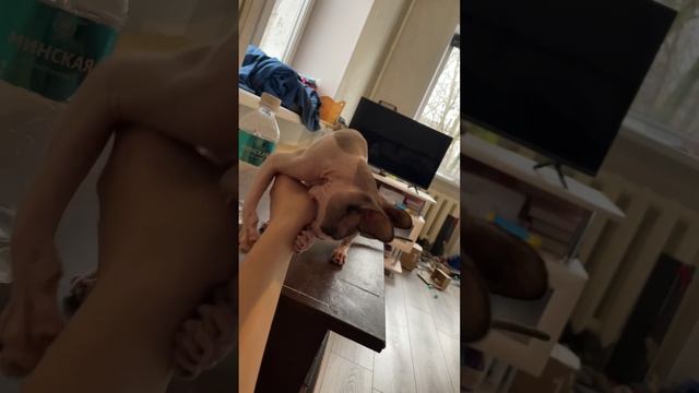 Диете НЕТ 🚫🐾