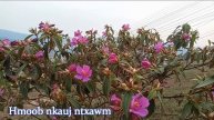 Yuav Tau Koj mam paub tia koj siab phem 26/3/2020
