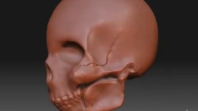 ZBrush - Skull - Anatomy study