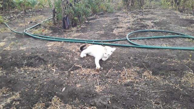 Кот с мышом