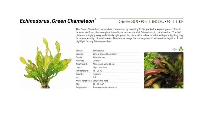 ECHINODORUS GREEN CHAMELEON