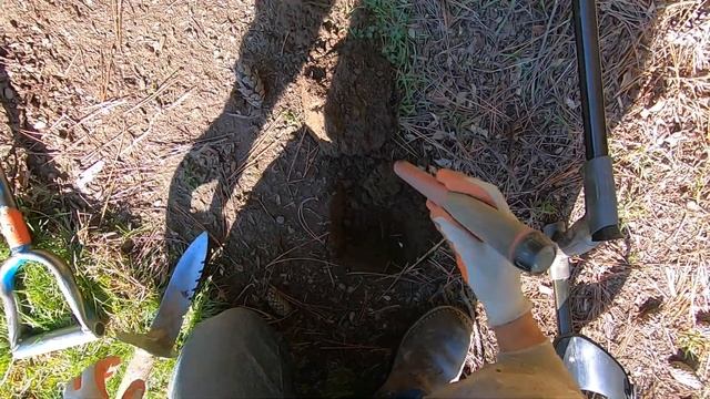 LIVE DIG ACTION!! XP Deus 2 under the bushes.