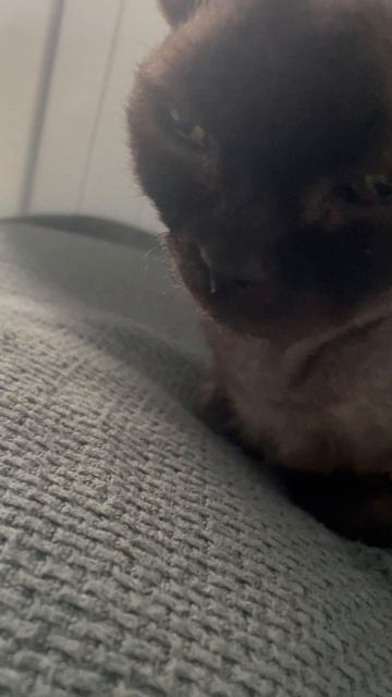 Мой котэ