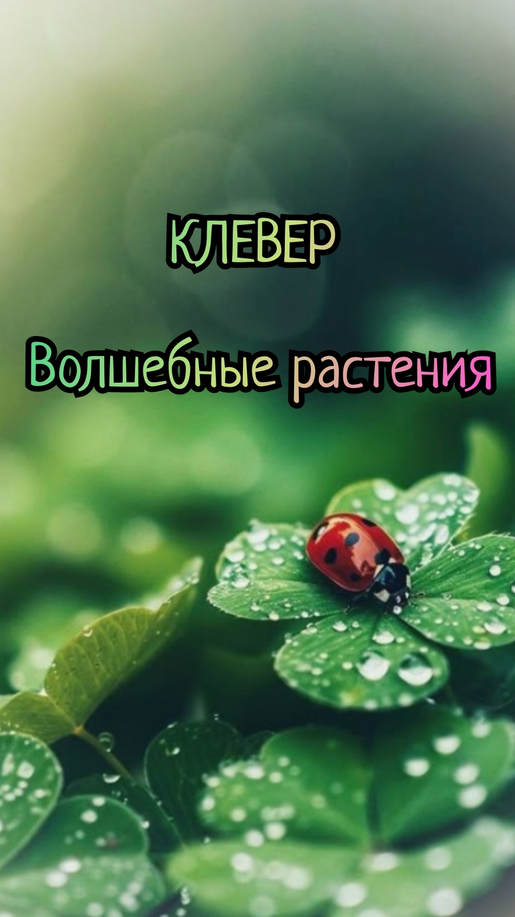 КЛЕВЕР - волшебные растения