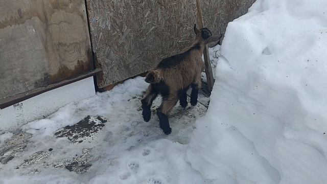 козочки март 24г, 1месяц отроду