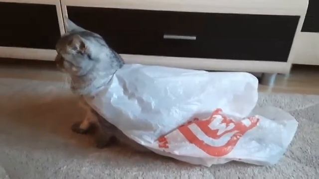 Белый плащ