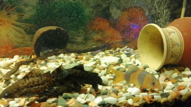 Аквариумные рыбки 🐠🐟🐬