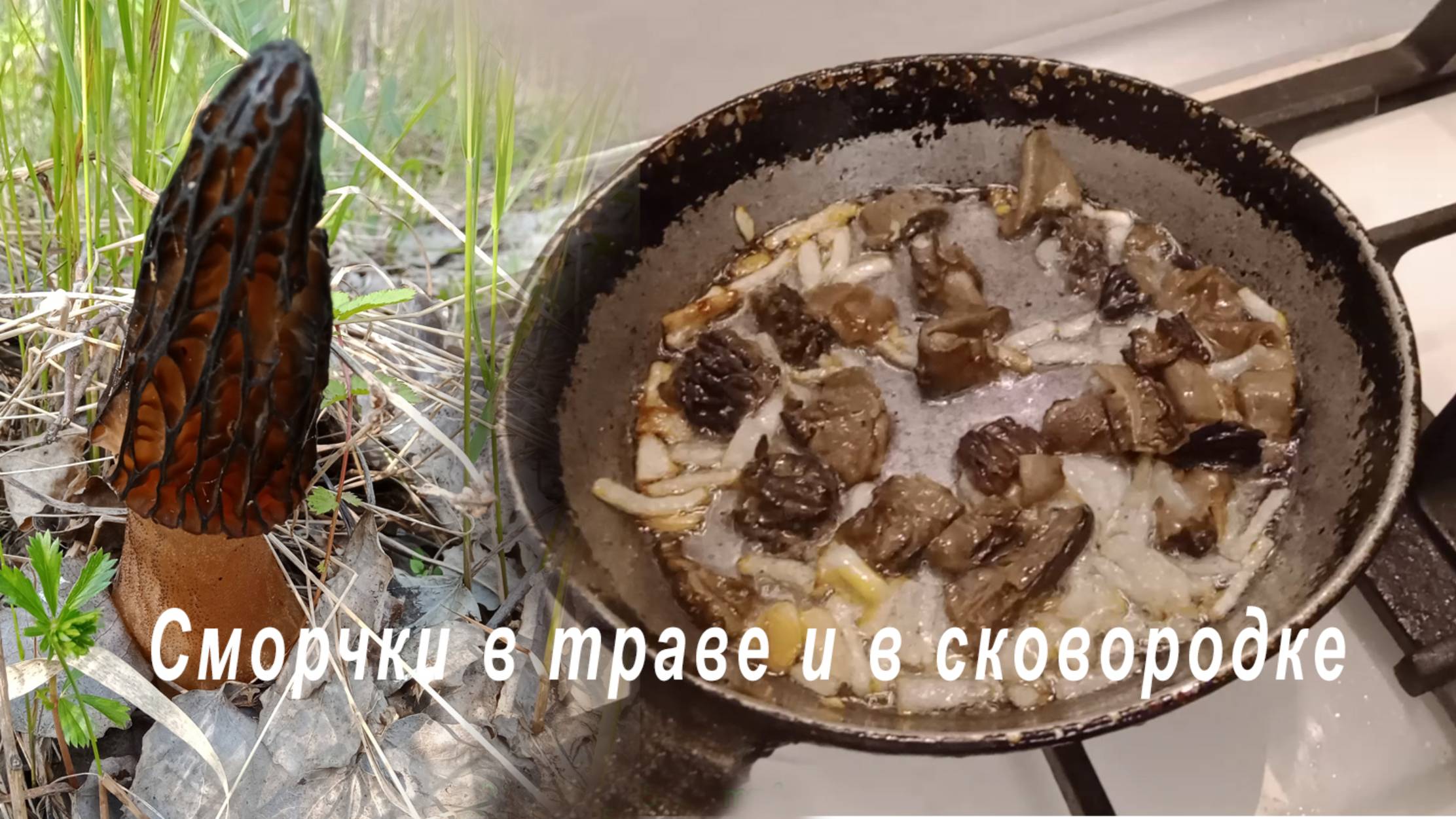 Грибы сморчки - в лесу и в сковородке