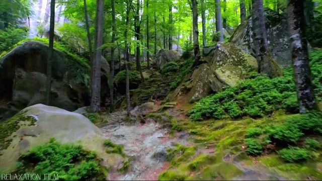 ШИКАРНЫЙ ЛЕС В 8К. НЕВЕРОЯТНЫЕ КРАСКИ. РАССЛАБЛЯЮЩЕЕ ВИДЕО.