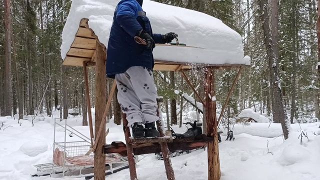 Завозим БЕЛОЕ ЗОЛОТО в тайгу. Лоси довольны👌