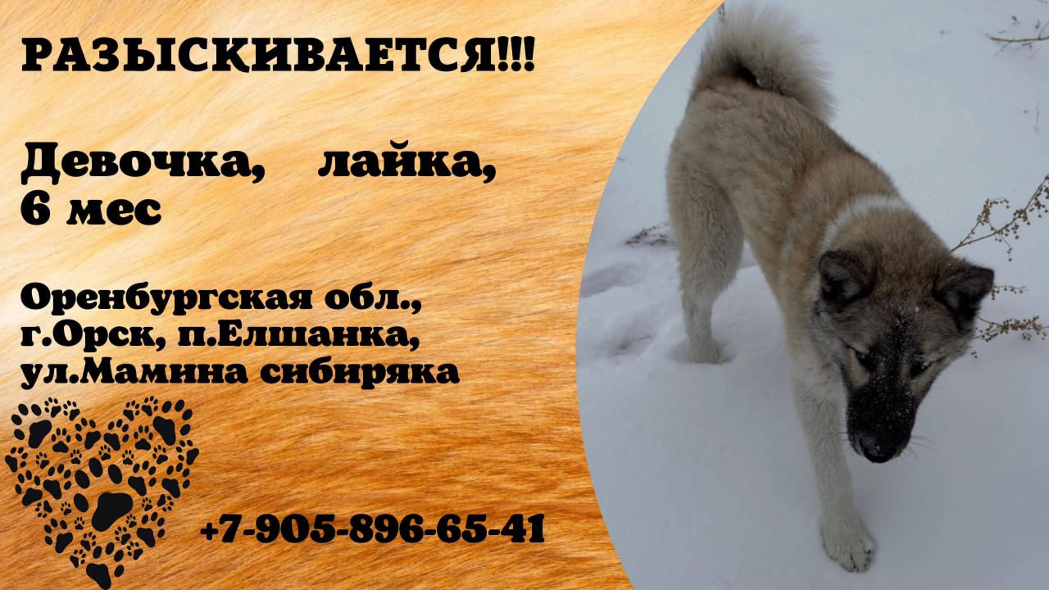 Пропала собака! Девочка. Лайка. 6 месяцев. Оренбургская обл, г. Орск