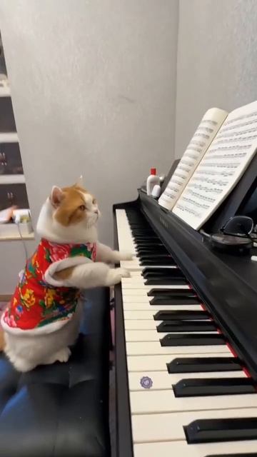 Котейко учится играть