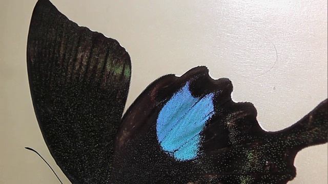 ИЗ МИРА: 149. Papilio paris (парусник парис)