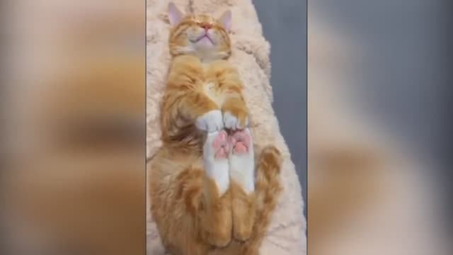 🤣🤣🤣 СМЕШНЫЕ ЖИВОТНЫЕ ЛУЧШИЕ ПРИКОЛЫ С КОТАМИ, СОБАКАМИ, ЖИВОТНЫЕ, СМЕШНЫЕ ВИДЕО