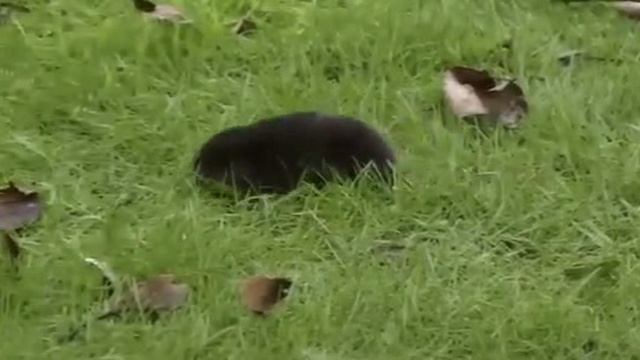 .... Что мы знаем про Кротов....