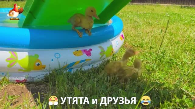 Утята с друзьями – мир нежных эмоций 🤗 эпизод (50)