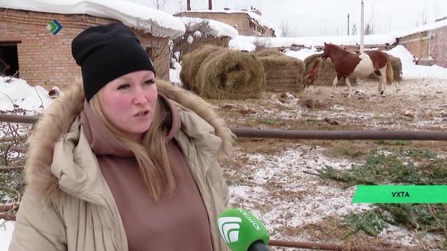 В ухтинском конноспортивном клубе «Планета» прибавление – две кобылы родили по жеребёнку