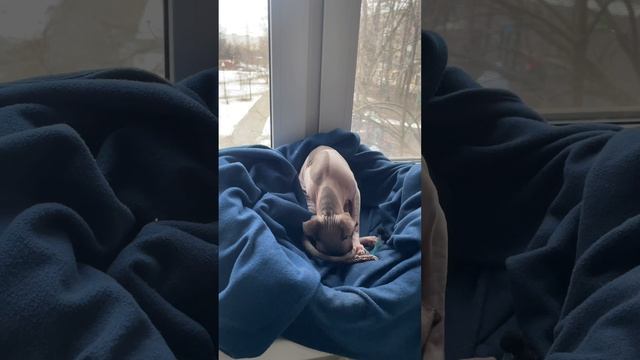 Новая игрушка 🧸 или извинение ⁉️🐾🤭😻😹
