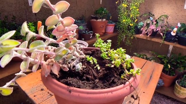 Como ter VÁRIAS MUDAS da SUCULENTA Tradescantia Sillamontana