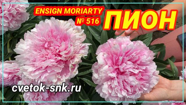 Пион Ensign Moriarty. Цветение 2022 года / Сад Ворошиловой