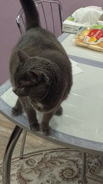 кошка на столе