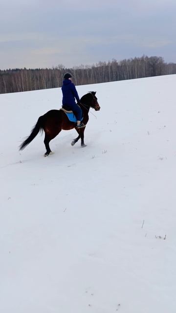 Светлана на Аквилоне в полях. #horse, #каспер, #аквилон, #ксккаспер, #kskcasper