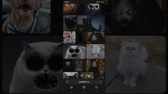 Scary cat☠️