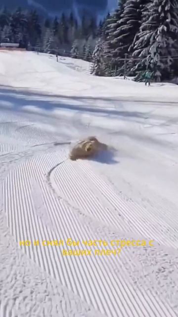 🐶 Питомцы — лучшие антистрессы. А ассистенты — лучшие помощники в этом!