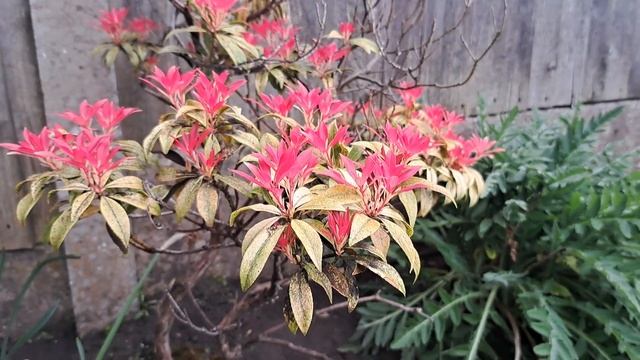 Pink Azalea (Rhododendron periclymenoides) #nature #flowers #flower #beautiful