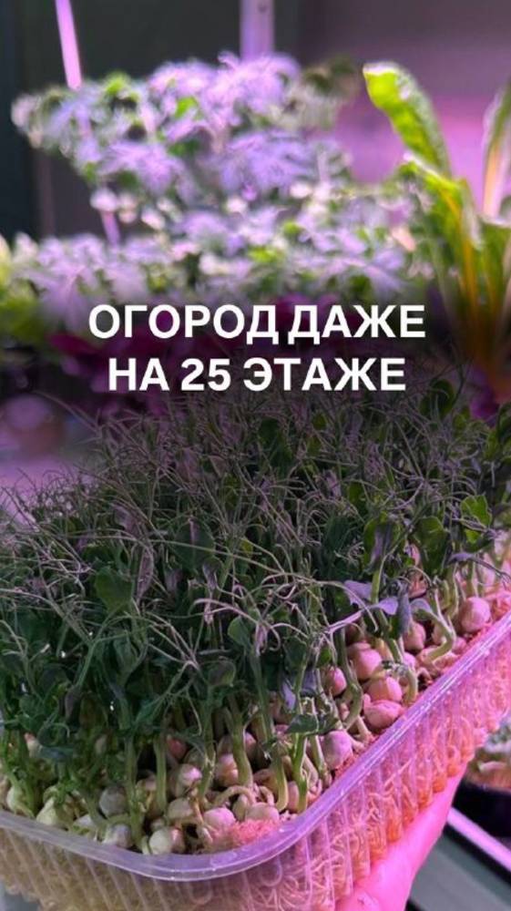 Огород возможен даже на 25 этаже #детскаяаллергия
#томаты
#семенатоматов
#урожайныйогород
#урожай